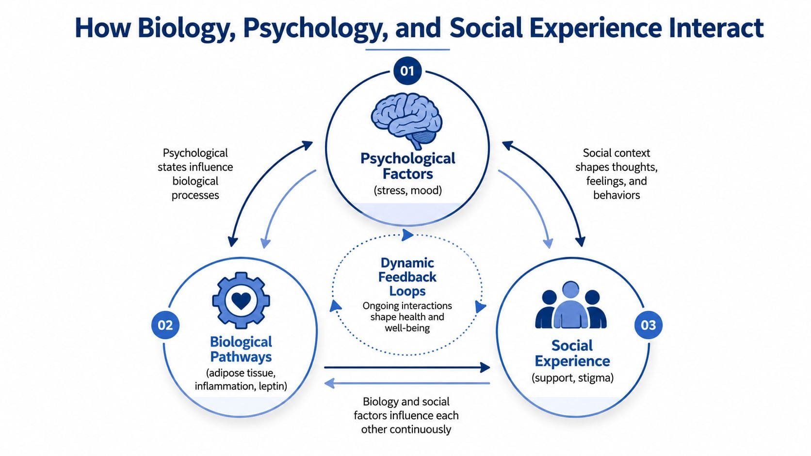 A diagram illustrating the interactive relationship between biological, psychological, and social factors in health and well-being.