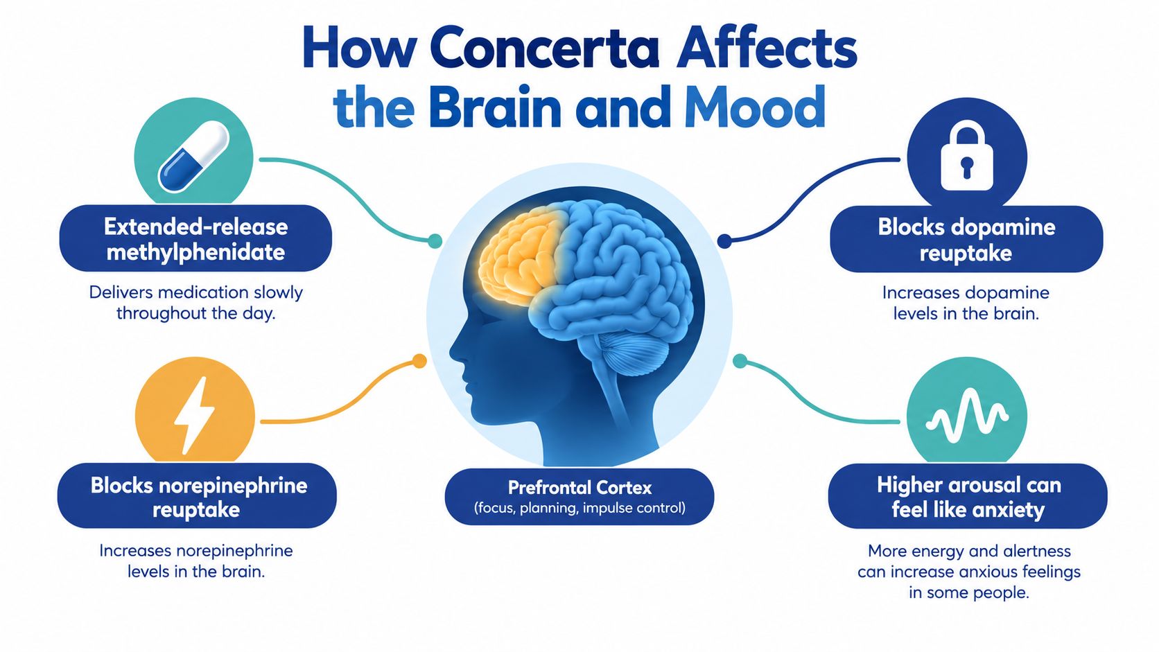 A diagram explaining how Concerta affects brain chemistry, neurotransmitter levels, and potential feelings of anxiety.