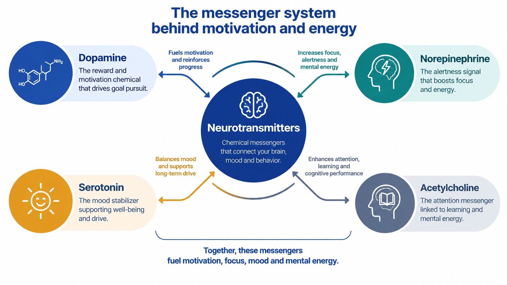 Infographic explaining how Wellbutrin works as an NDRI to increase dopamine and norepinephrine levels in the brain.